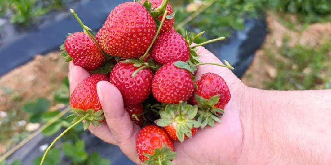 “Kasım ayında çilek mi olur?” demeyin! Aroması da kalitesi de tescilli: Kilosu 150 TL’den üreticinin yüzünü güldürüyor 5